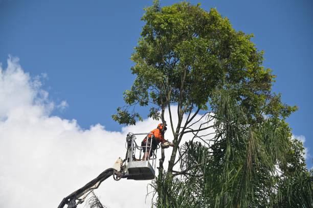 Tree and Shrub Care in Wye, MT